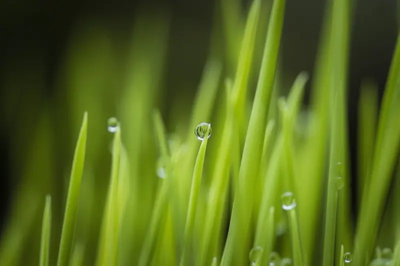 green-grass