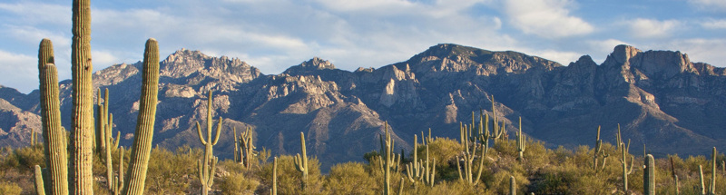 Saguaro cacti and desert scrub in front of the rugged Santa Catalina Mountains in Tucson, Arizona.